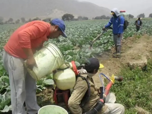 Huaral: Senasa recolectó casi 2 toneladas de envases de plaguicidas que estaban abandonados