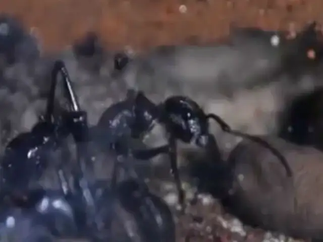 Mascotas exóticas: Hombre cría cientos de hormigas en su casa de Alemania