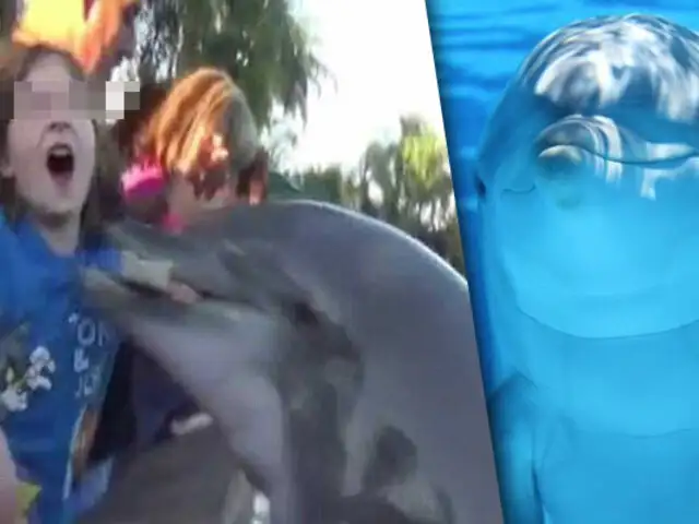 Estados Unidos: niña es mordida por delfín en acuario de San Diego