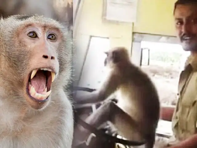 India: un mono fue captado manejando autobús ante la atónita mirada de los pasajeros