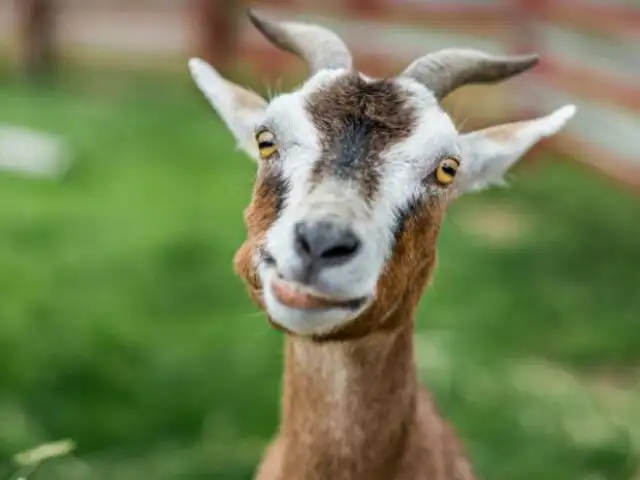 Las cabras pueden leer las expresiones y prefieren rostros felices [VIDEO]