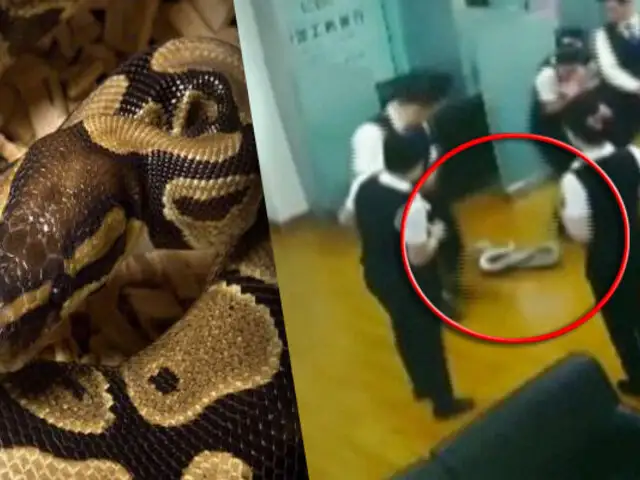 China: enorme serpiente pitón cae sobre trabajadores dentro de banco