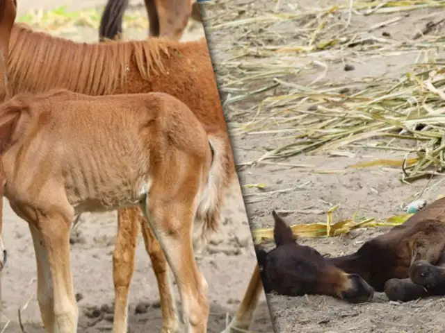Chiclayo: cien caballos de paso se encuentran en malas condiciones en azucarera Tumán
