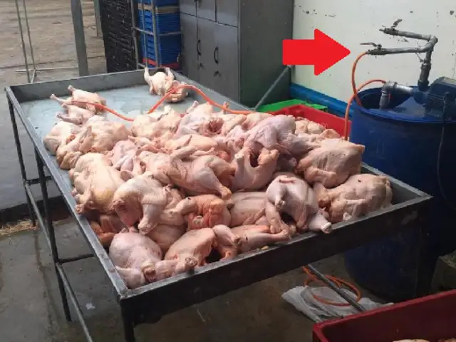 ATE: intervienen avícolas donde inflaban pollos con agua sucia