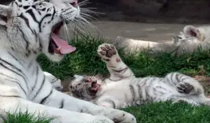 Zoológico de Huachipa: tigres blancos son la gran atracción