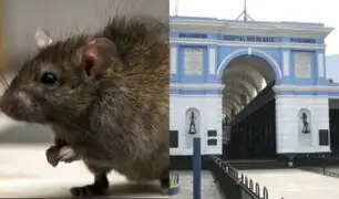 Pacientes del Hospital Dos de Mayo denuncian presencia de ratas