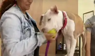 Final feliz: perro golpeado por dueño en ascensor se recupera