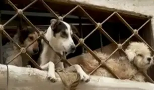 Callao: piden ayuda para mascotas abandonadas y encerradas en casa