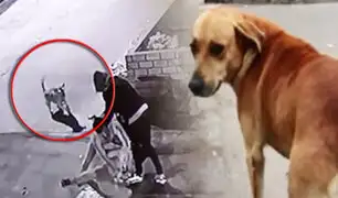 Perro Héroe: can salvó a transeúnte de peligrosos asaltantes en Ate Vitarte