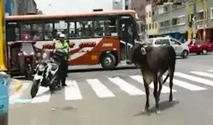 Registran a un toro suelto en las calles de La Victoria