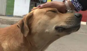 Ate: vecinos consternados y tristes por muerte de perro 'Gringo'