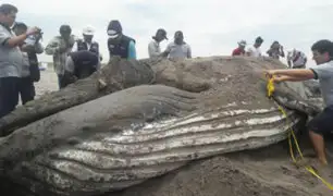 Tacna: ballena varada en playa sorprendió a la población