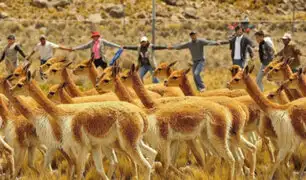 Ayacucho: Población de vicuñas creció en 1000% en Reserva de Pampa Galeras