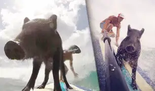 Conozca a Kama, el cerdo surfista que asombra en las playas de Hawaii