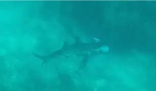 Mire el preciso instante en el que un tiburón muerde la cabeza a buzo en Bahamas