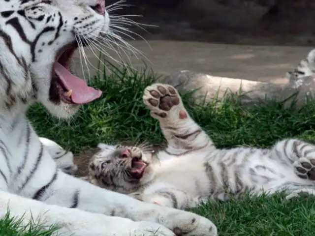 Zoológico de Huachipa: tigres blancos son la gran atracción
