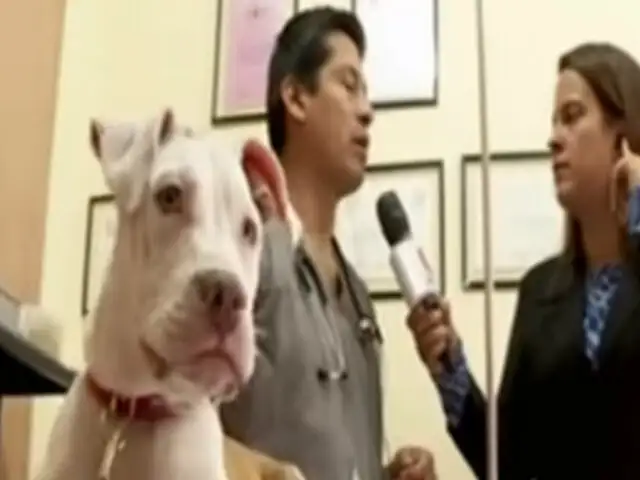 El Agustino: rescatan a perrita maltratada por su dueño