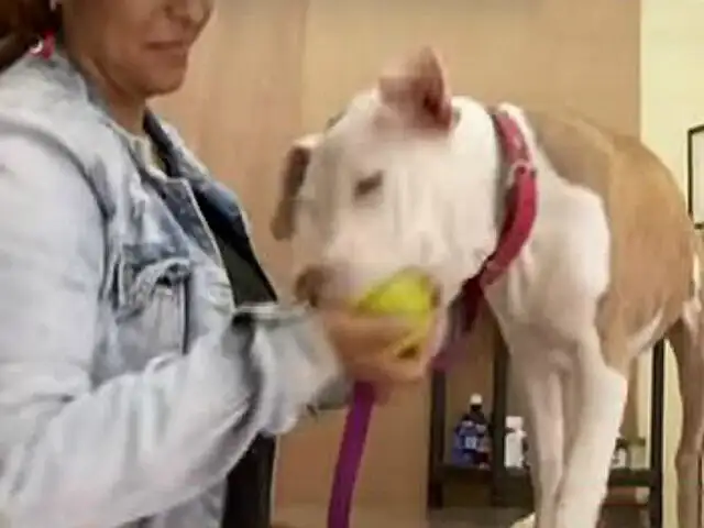 Final feliz: perro golpeado por dueño en ascensor se recupera