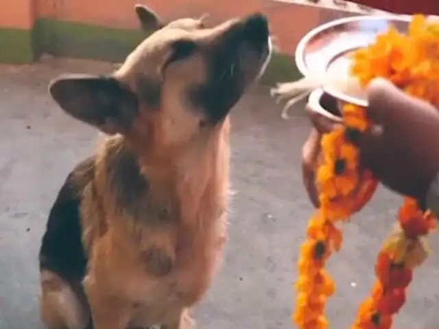 Nepal celebra el festival “Tihar” dedicado a los perros