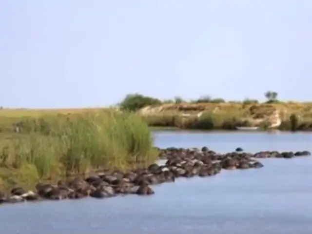 Botsuana: 400 búfalos aparecieron ahogados en río Chobe