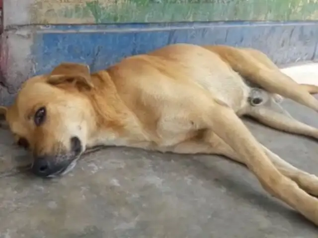 Ate: hallan muerto a 'gringo', perro héroe que salvó a joven de robo
