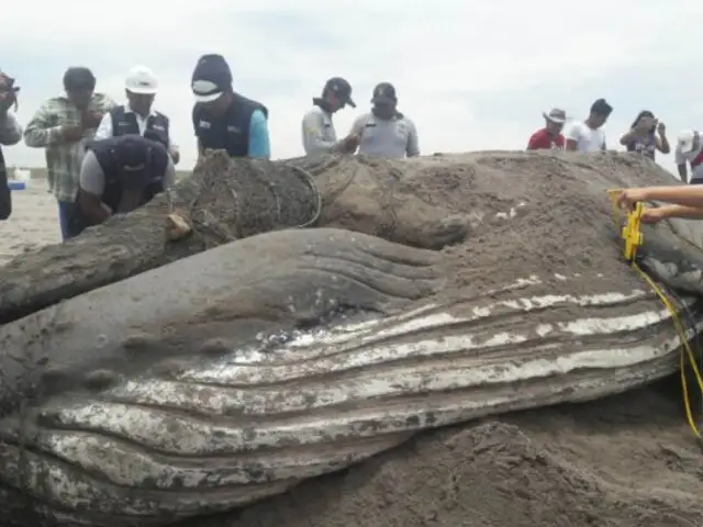 Tacna: ballena varada en playa sorprendió a la población