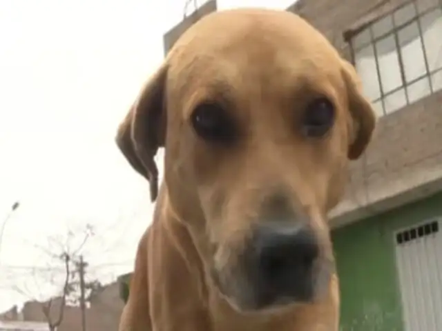 Ate: escolares rindieron homenaje a 'Gringo', el perro héroe