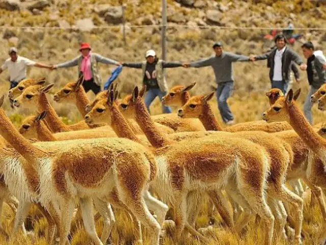Ayacucho: Población de vicuñas creció en 1000% en Reserva de Pampa Galeras