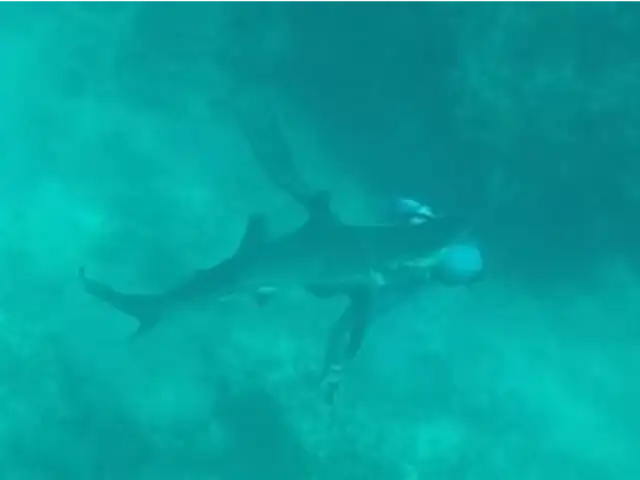 Mire el preciso instante en el que un tiburón muerde la cabeza a buzo en Bahamas