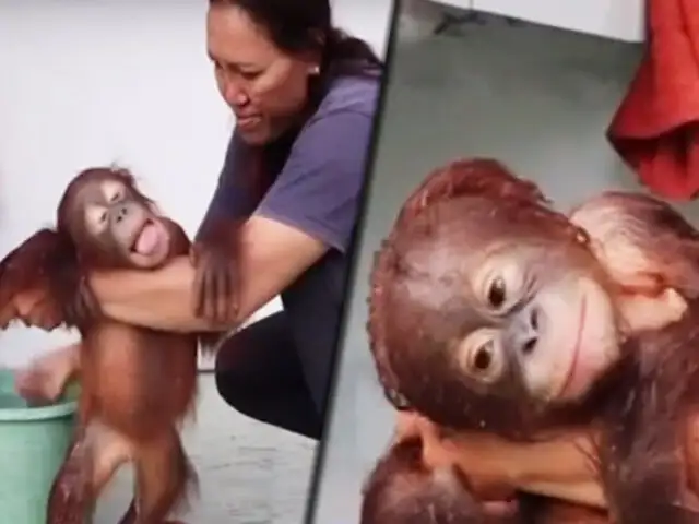 Indonesia: bebé orangután enternece las redes con su baño matutino