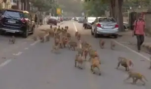 India: decenas de monos invaden la ciudad de Nueva Delhi