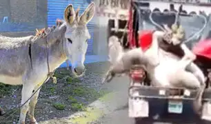 Tumbes: captan a personas trasladando un burro en una mototaxi