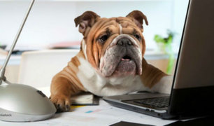 Tener mascotas en el trabajo no solo puede reducir tu estrés, sino hacerte más productivo