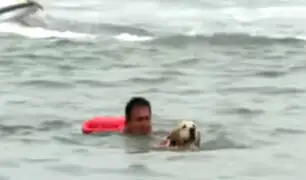 Costa Verde: perro salvavidas ayudará en labores de rescate en playas