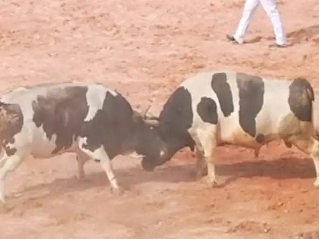 Vea la tradicional ‘Pelea de toros’ arequipeñas