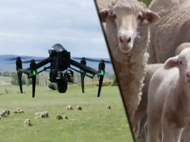 Australia: drones se encargarán de cuidar y controlar a corderos en época de cría