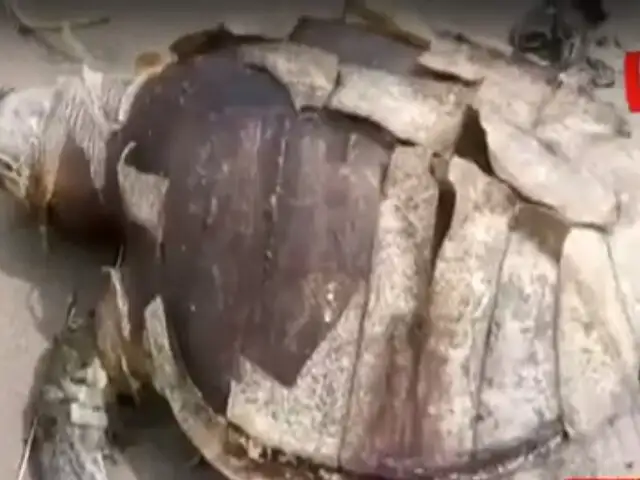 Indonesia: hallan muerta a tortuga con gran cantidad de plástico en su estómago