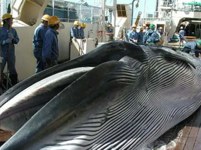 Japón retomará la caza comercial de ballenas en julio