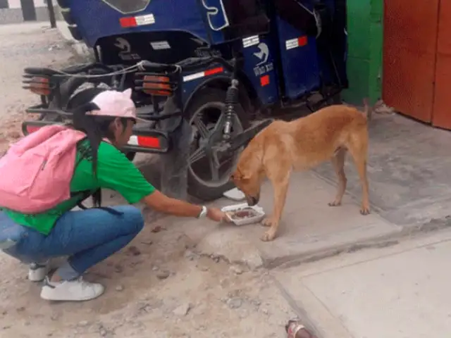 Navidad 2018: jornada animalista llevó comida a perros y gatos de la calle