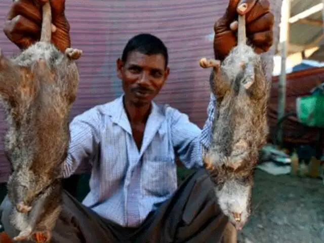 La rata, el ingrediente infaltable en las cenas de Año Nuevo en la India