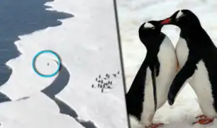 Este fue el tenso momento vivido por un pingüino para salvar su vida