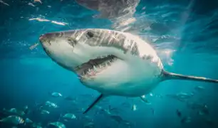 Australia: avistamiento de tiburones provocó cierre de playas