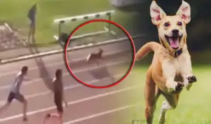 Deportistas fueron humillados por un perro en una carrera de 400 metros