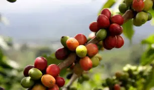 El 60% de las variedades de café están en peligro de extinción