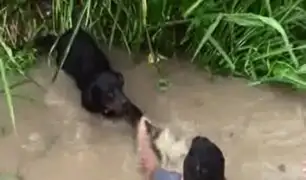 Pucallpa: pobladores salvan a perro de morir ahogado en un desagüe