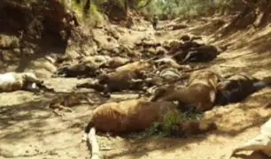 Australia: caballos mueren de sed en la ola de calor