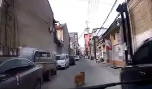 China: perro guió ambulancia para salvar a su dueño