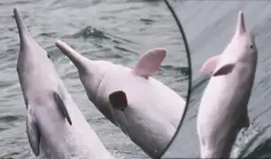 IUCN: Delfín rosado podría desaparecer en los próximos 50 años