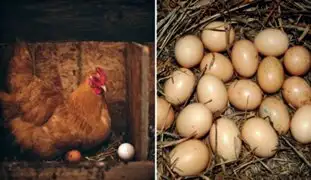 Escocia: gallinas ponen huevos con medicamentos para combatir cáncer