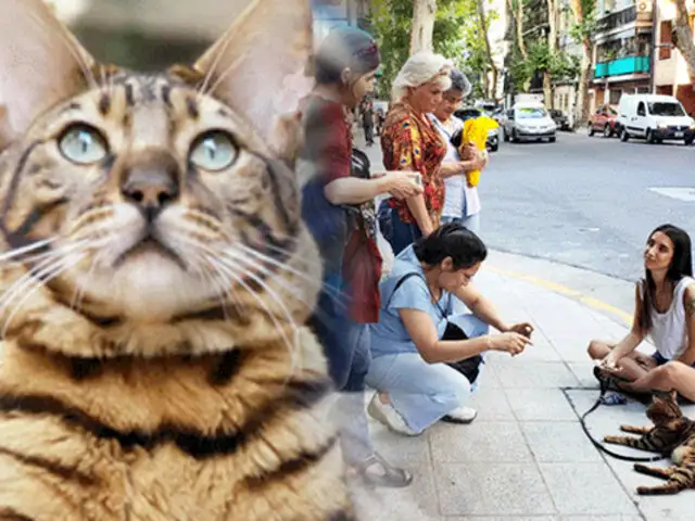 Argentina: conozca a Coco, el gato que se “cree” perro